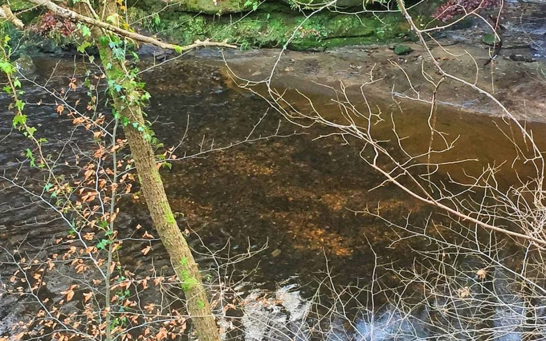 Redds spotted on the Midlothian Esk