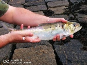 Rare Migratory Fish of the Firth of Forth