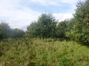 Allan Water Floodplain Agroforestry