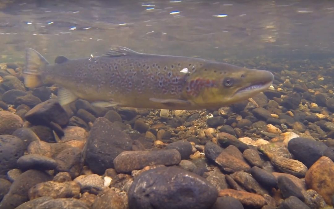 World Fish Migration Day – Migratory Fish Pressures