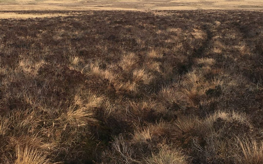 Red Moss Bog Restoration