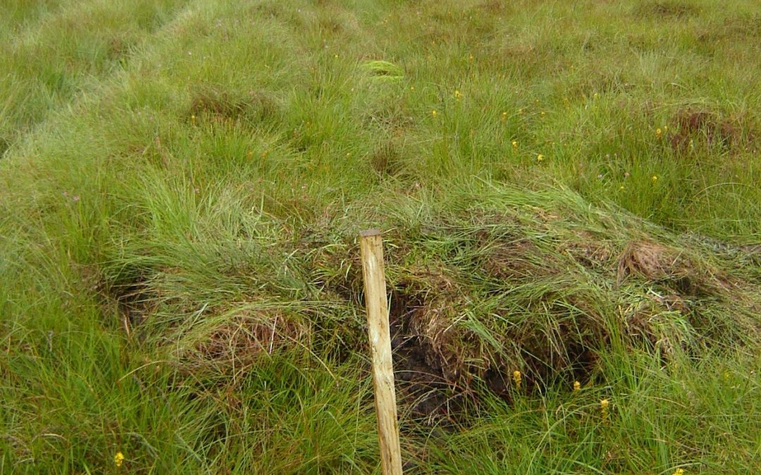 Management of Wetlands for Wildlife, Climate Mitigation and Natural Flood Management.