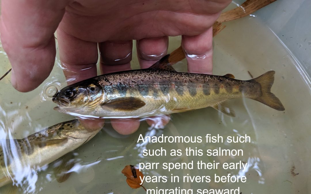 World Rivers Day – Whats in your local river ?