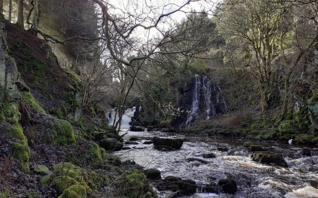 Walking on the wild side: remembering Kenn and the salmon