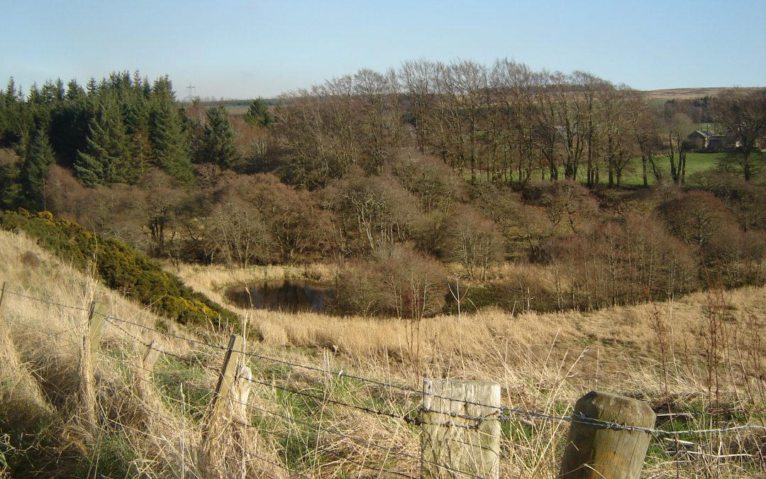 Riparian Woodlands and their Importance for Natural Flood Management