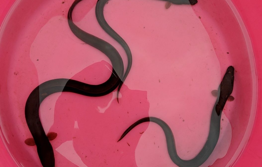 Eel Week Launches 13th April 2020
