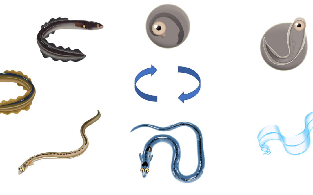 Life Cycle of a European Eel