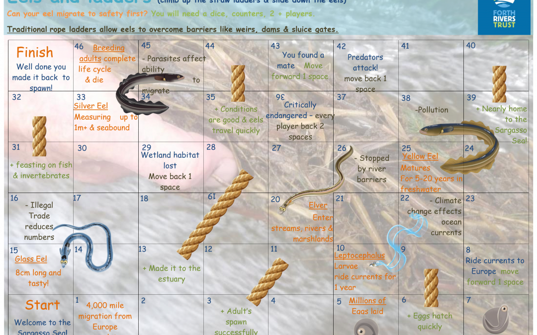 Eel’s and Ladders