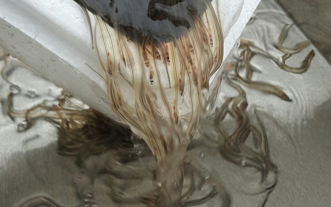 Illegal Wildlife Trade – European Eel