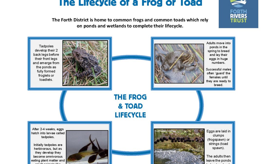 Lifecycle of Amphibians