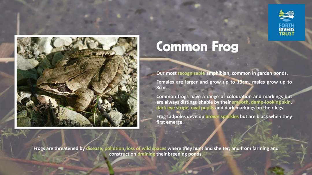 Amphibians of the Forth