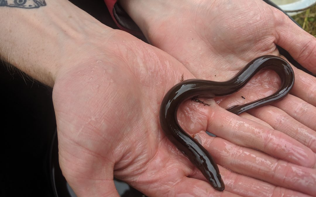 World Fish Migration Day – Eels