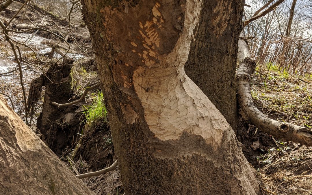 International Beavers Day – Beavers in the Forth