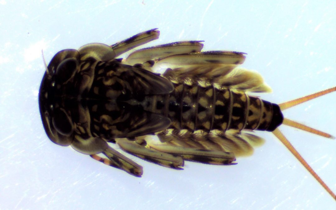 Four legs good, six legs better? By Dr Iain Reid
