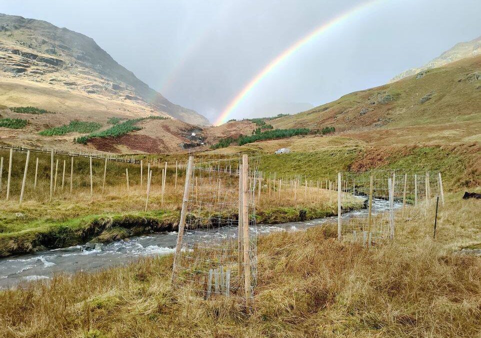 Inverlochlarig Tree Planting Continues