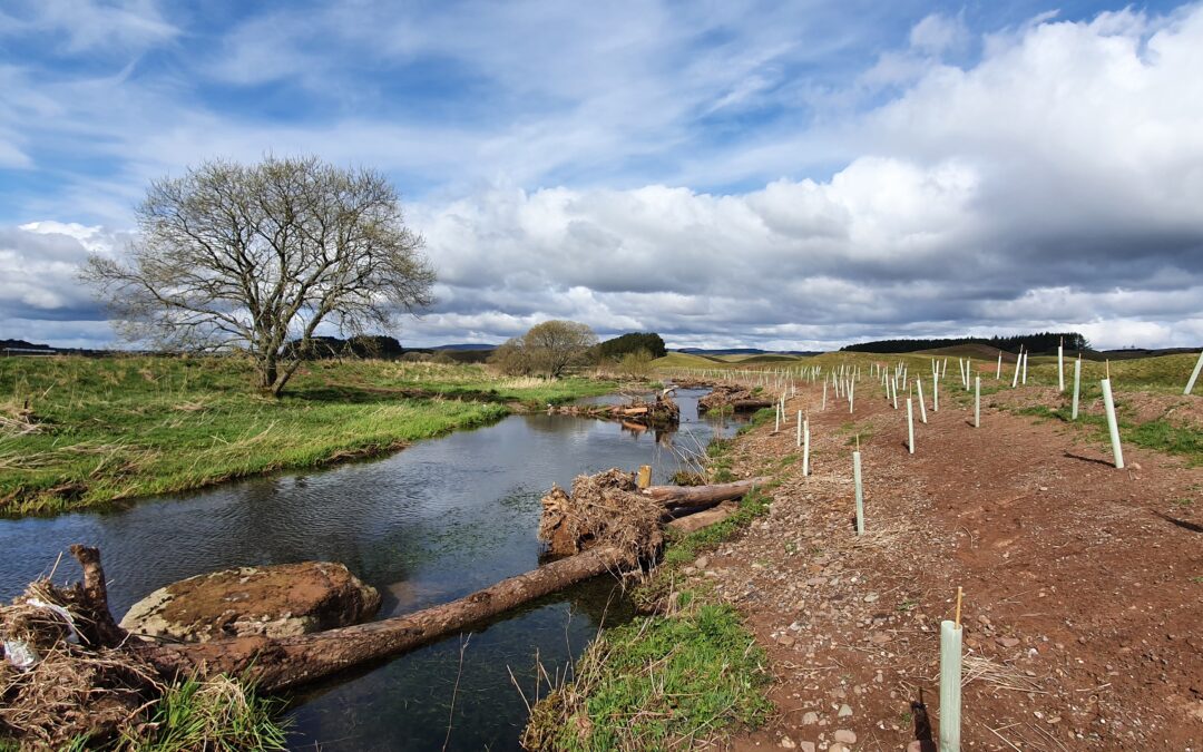 Revive the Allan – Kickstarting River Processes