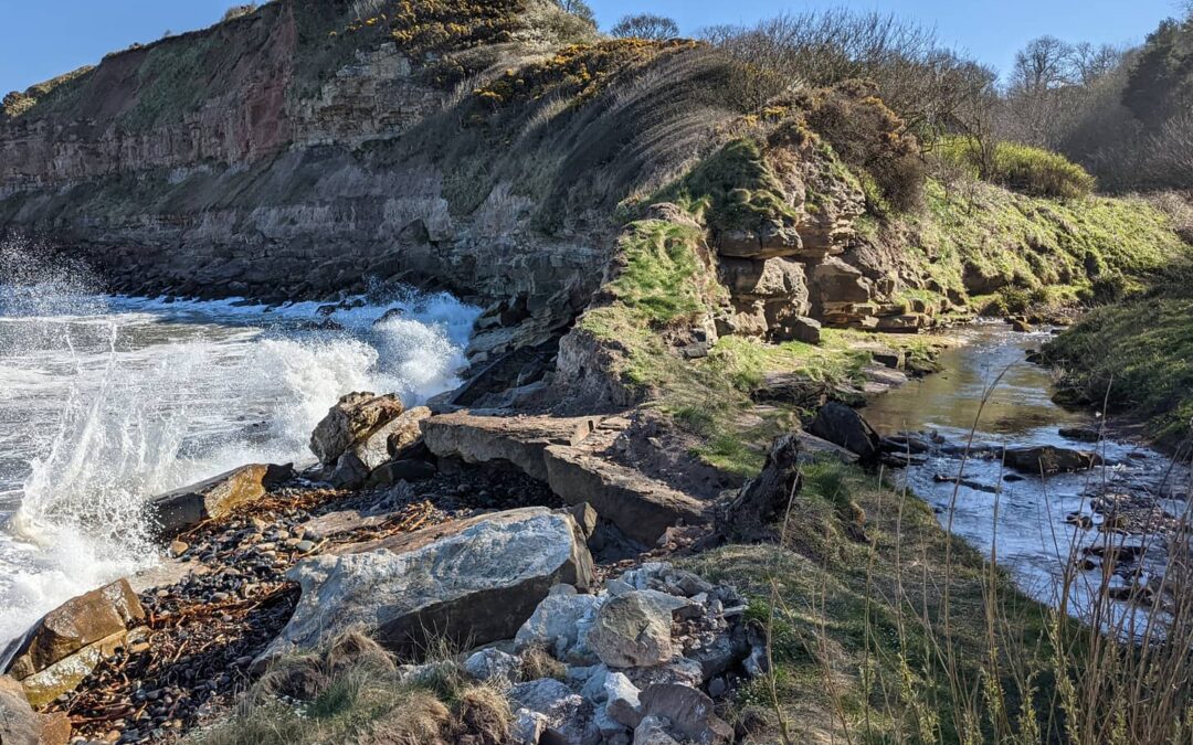 Eel monitoring around the Forth