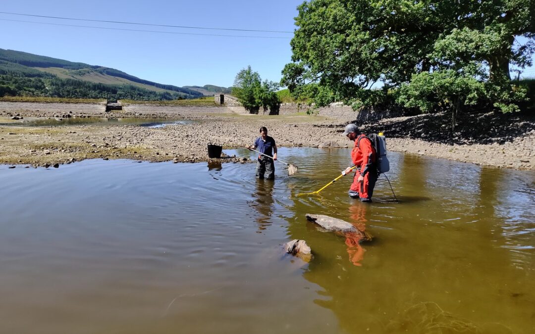 Rescuing fish at Loch Venachar