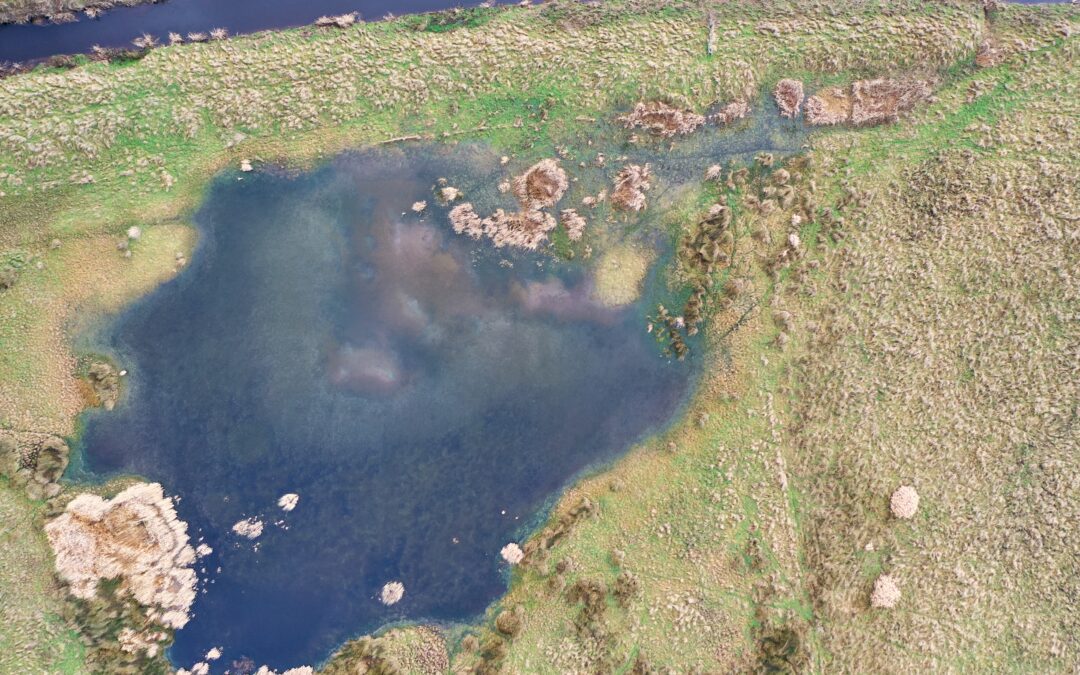 Nature Restoration Fund 2021 funds Revive the Allan Phase 2