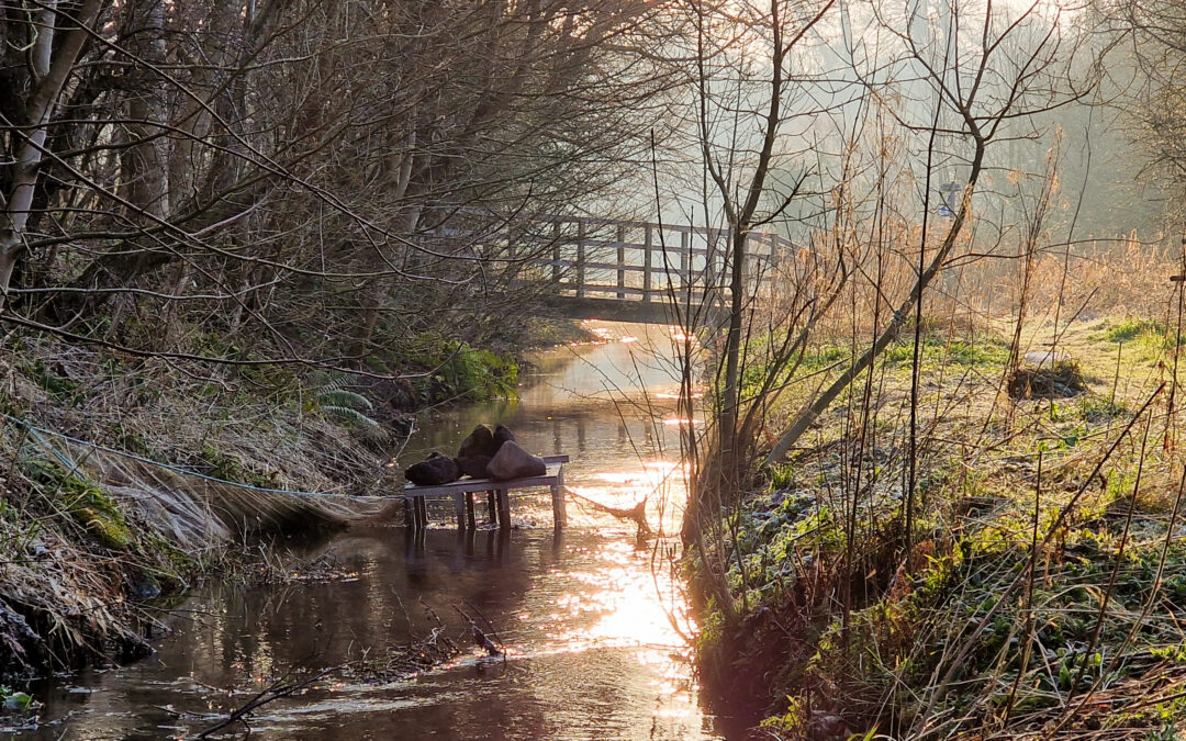 Protecting Atlantic Salmon in the River Almond