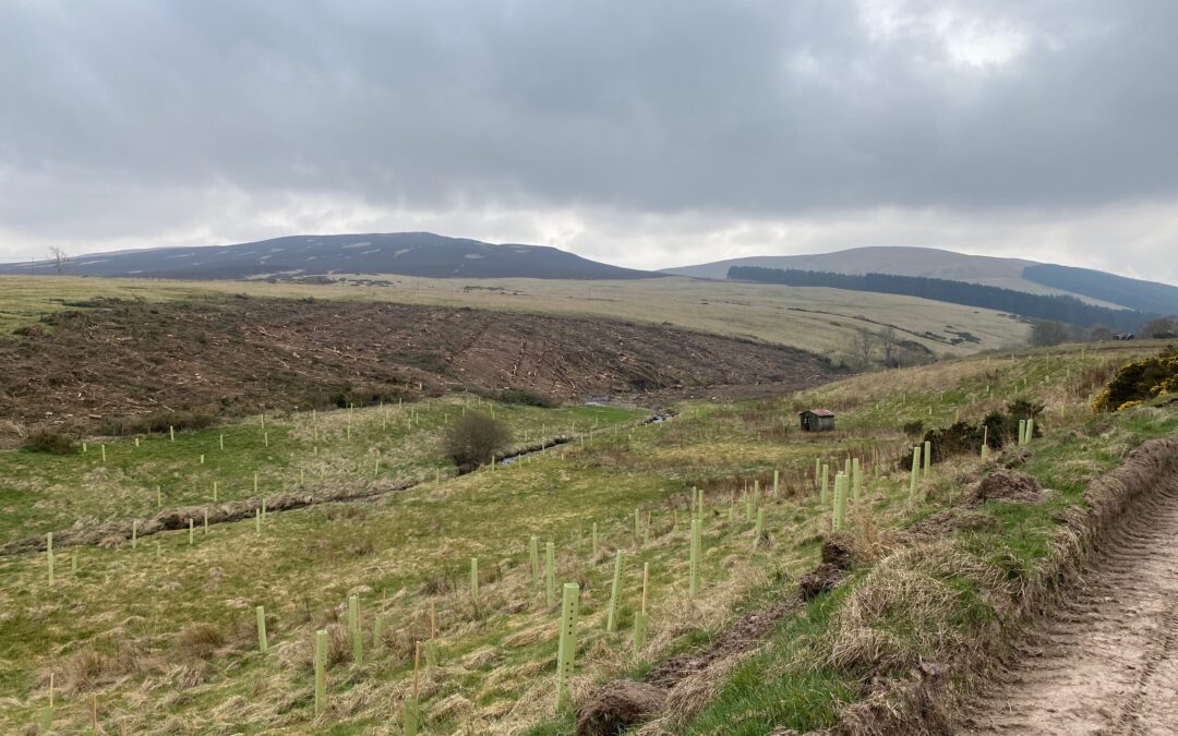 100 Years in the Life of a Woodland Creation Officer