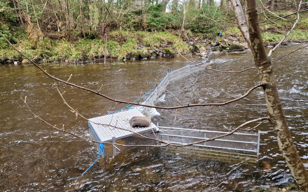 Smolt Monitoring on the Keltie
