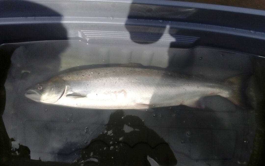 World Fish Migration Day 2022