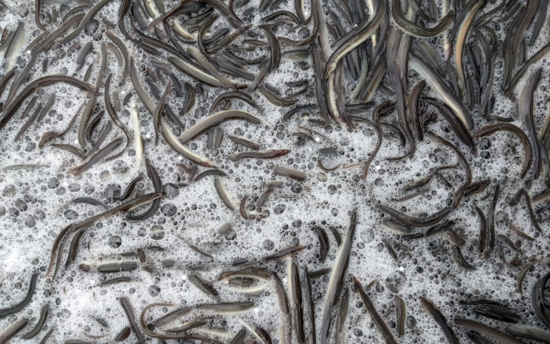 Eel – Farming, policy and protection