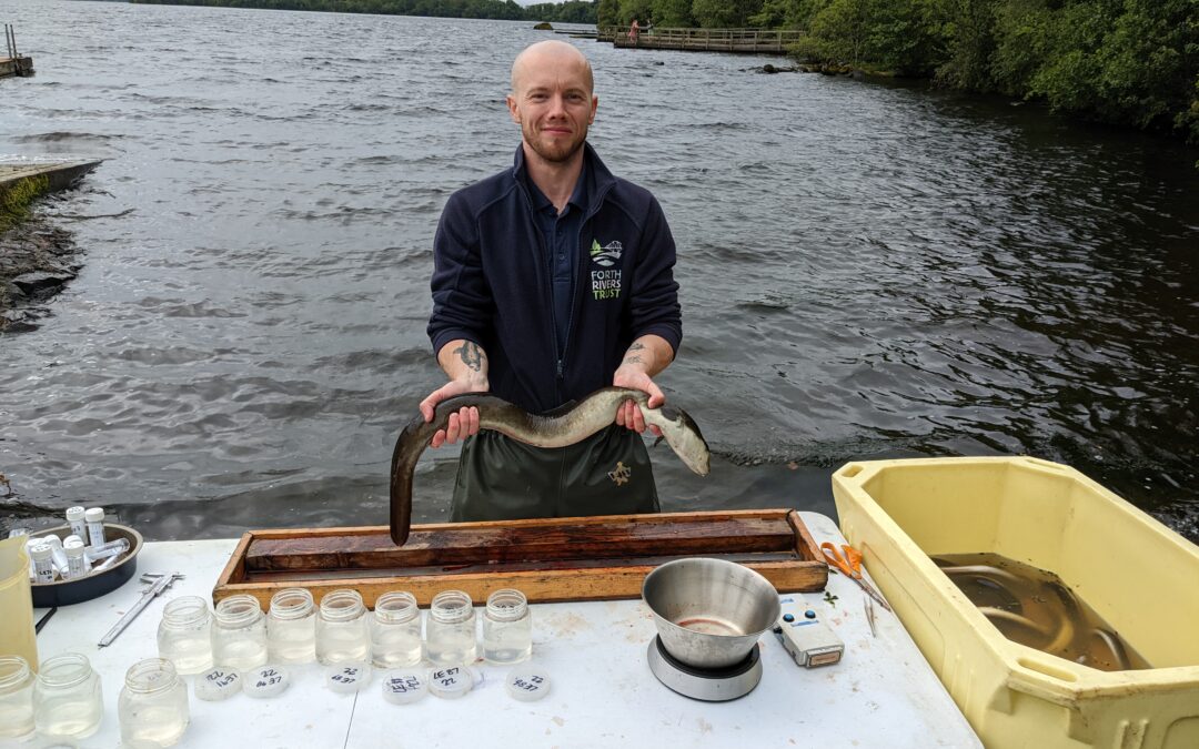 Monitoring eels in Northern Ireland