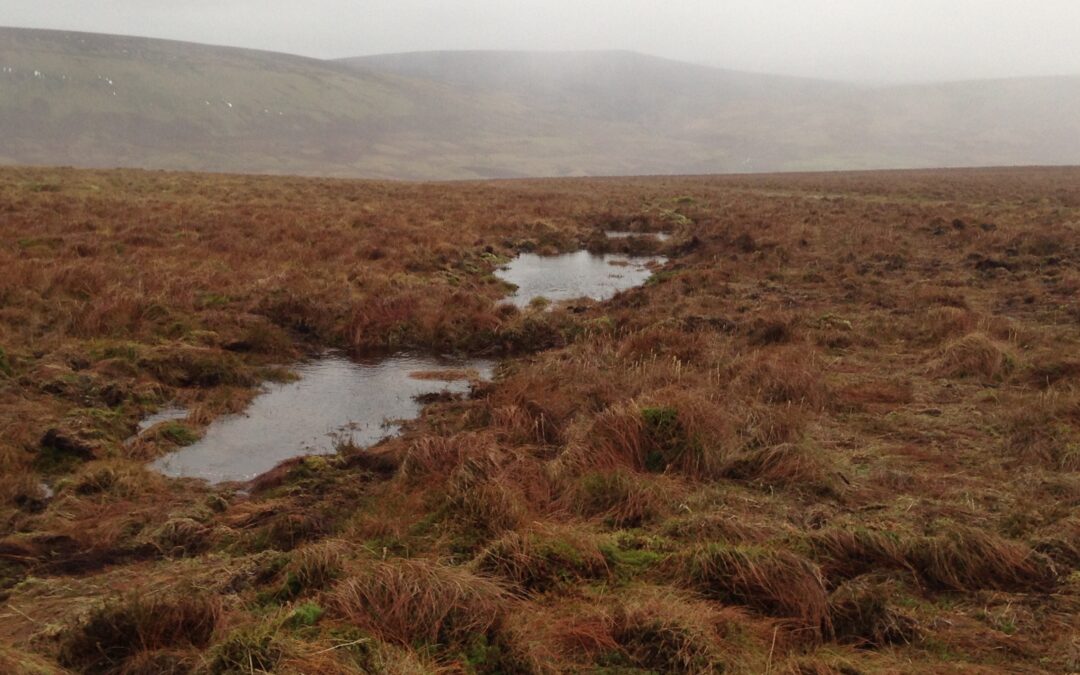 World Peatlands Day – 30 Days Wild – Wild Takeover Day 2